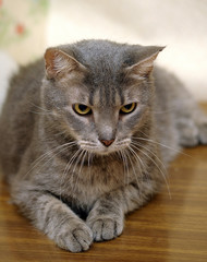 gray shorthair european cat