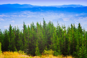Fototapeta premium mountain scene in the forest. beautiful landscape
