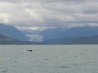 Whale in Alaska Breaching 