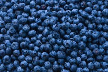 Fresh blueberry background. Texture blueberry berries close up.