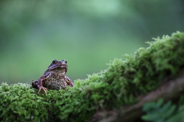 Grasfrosch