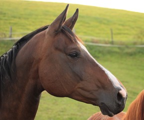 Obraz premium Wunderschöne Pferde