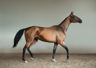 outstanding golden buckskin akhal-teke horse trotting indoors