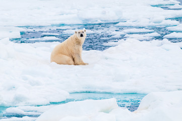 Obraz na płótnie Canvas Large polar bear lying on a large ice pack in the Arctic Circle, Nordaustlandet, Svalbard, Norway