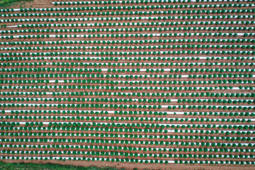 Hemp Farming Field