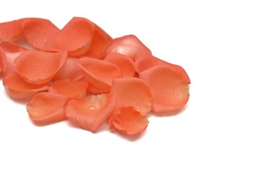 A pile of sweet orange rose corollas with droplets on white isolated background 