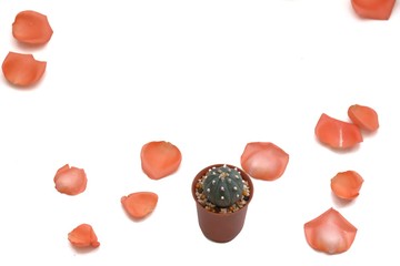 A small cactus growing in a flower pot with a group sweet orange rose corollas on white isolated background