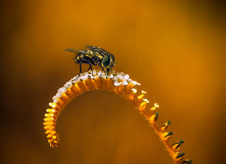 Tiger fly perches on a spike of small flowers