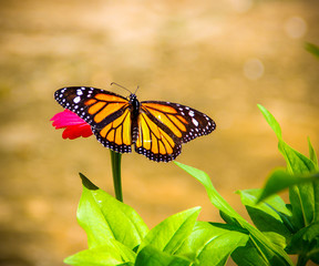Open-winged monarch perched on a flower in the bright and diffuse garden background