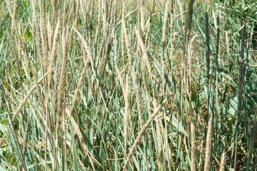 Obraz premium Long wild green grass and reeds close-up 