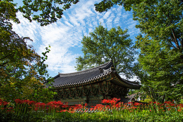 한국 사찰 가을 꽃이 피어있다