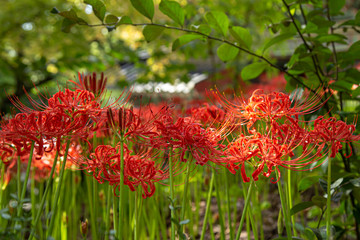 가을날 사찰엔 꽃이 가득하다