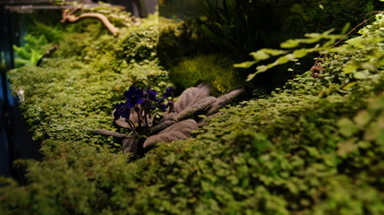 Macro flowers moscow garden photos