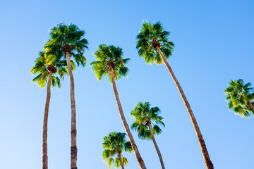 Obraz premium palm trees against blue sky