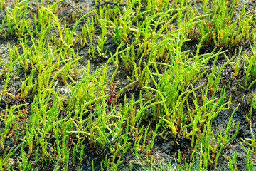 Salicornia edible plants grow in salt marshes, beaches, and mangroves, calles also glasswort, pickleweed, picklegrass, marsh samphire, mouse tits, sea beans, samphire greens or sea asparagus.