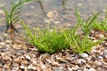 Salicornia edible plants grow in salt marshes, beaches, and mangroves, calles also glasswort, pickleweed, picklegrass, marsh samphire, mouse tits, sea beans, samphire greens or sea asparagus.