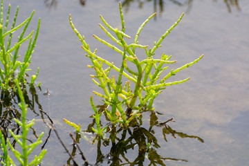 Salicornia edible plants grow in salt marshes, beaches, and mangroves, calles also glasswort, pickleweed, picklegrass, marsh samphire, mouse tits, sea beans, samphire greens or sea asparagus.