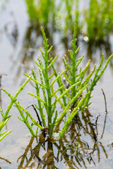 Salicornia edible plants grow in salt marshes, beaches, and mangroves, calles also glasswort, pickleweed, picklegrass, marsh samphire, mouse tits, sea beans, samphire greens or sea asparagus.