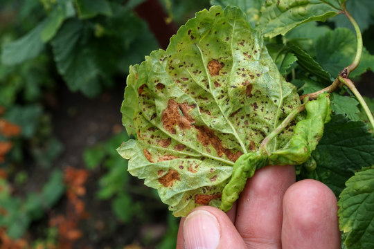 Chory liść krzaku owocowego w ogrodzie