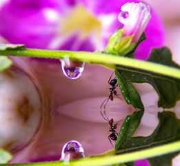 A drop of water reflects a flower inside while an ant looks at its reflection in the water