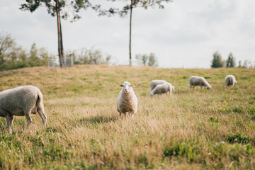 Sheep looking at camera in field