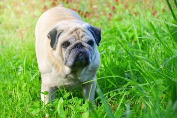 Fototapeta premium A pug dog is standing on the grass in a beautiful summer park, bathed in the sunlight.