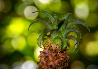 Miniature pineapple on a green out of focus background.