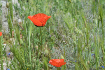 Landscape nature- red poppy