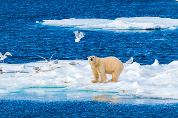 Large polar bear lying on a large ice pack in the Arctic Circle, Nordaustlandet, Svalbard, Norway - obrazy, fototapety, plakaty