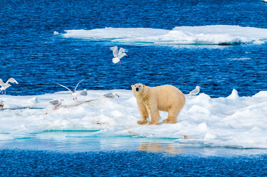Large polar bear lying on a large ice pack in the Arctic Circle, Nordaustlandet, Svalbard, Norway