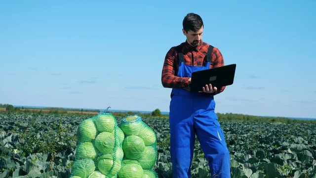 Harvested cabbage and an agriculturist observing it