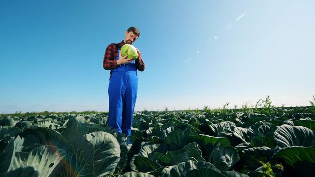 Cabbage field with a male cultivator inspecting the vegetable