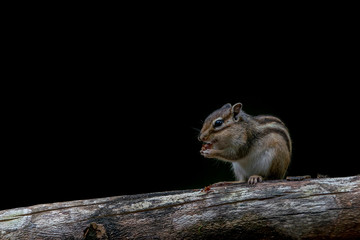 Siberian Chipmunk (Eutamias sibiricus) on a branch in the forest of Tilburg in the Netherlands.