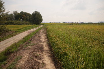 Road in the field