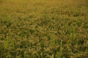 agriculture in amazon field