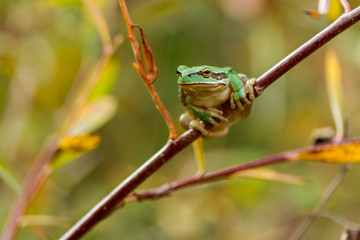 Green frog in the autumn forest ..