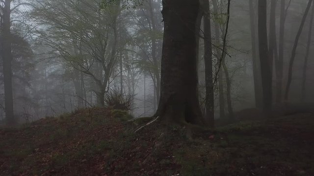 mystischer wald im nebel