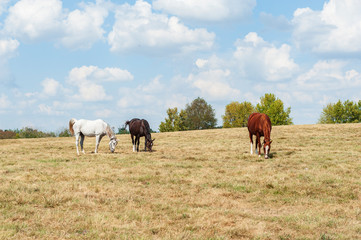Horses