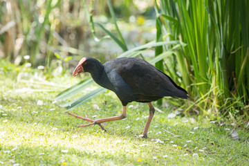 wild native bird in the sanctuary of the Lake Virginia Lake reserve