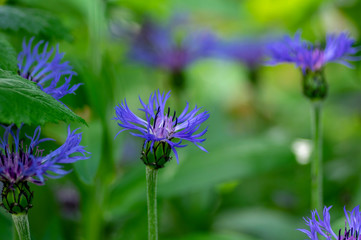 Centaurea montana mountain perennial cornflower in bloom, flowering ornamental blue plant