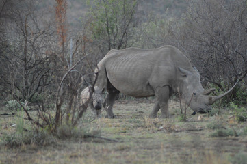 Naklejka premium White Rhino in Kruger National Park