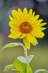 Yellow daisy closeup