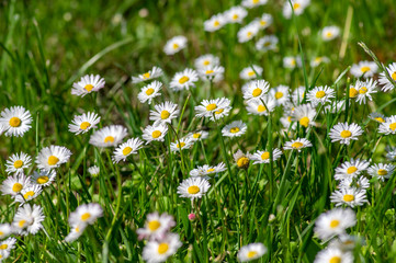 Bellis perennis wild beautiful flowers in bloom, group of flowering plants, bright white petals with yellow center © Iva