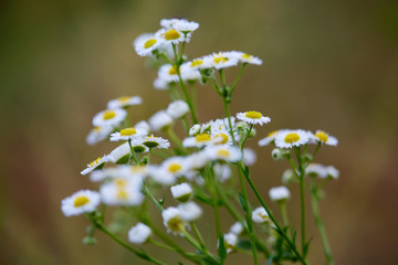 Wild flowers in a field