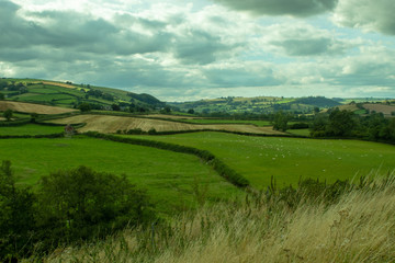 Shed and sheep at green field