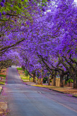 Purple Jacaranda bloom in Spring in Pretoria South Africa
