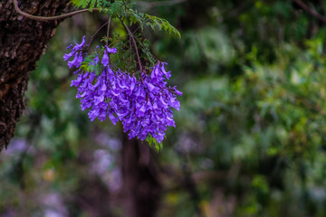 Purple Jacaranda bloom in Spring in Pretoria South Africa