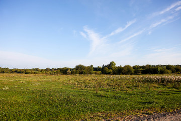 Spacious field and forest