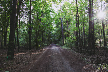 Path between trees in forest