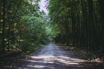 Path between trees in forest